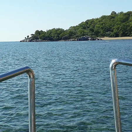 Dolphin Sarigerme