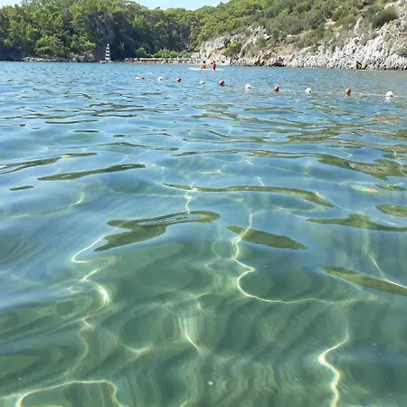 Dolphin Sarigerme